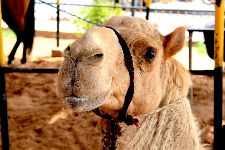 camel